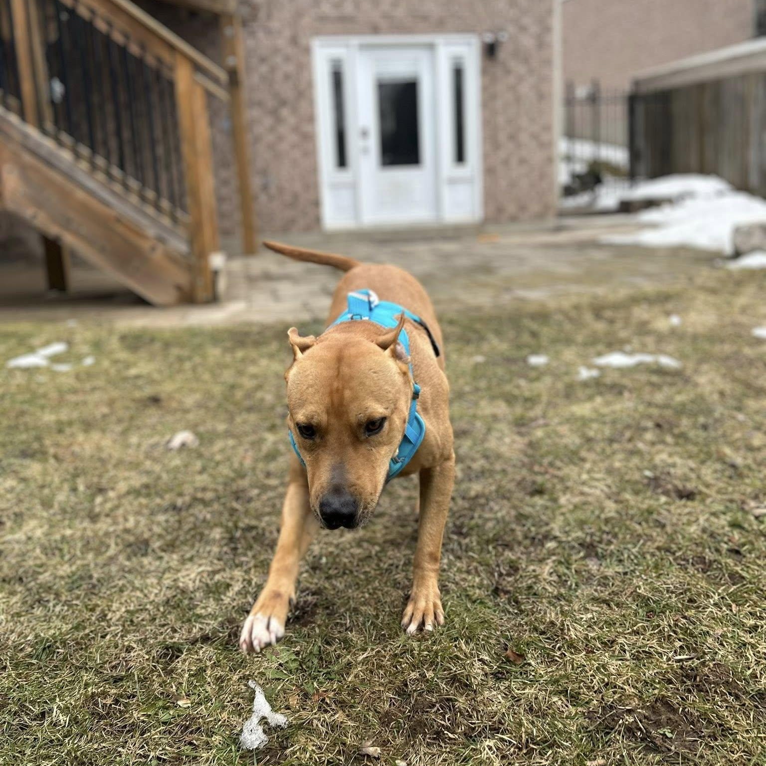 Enlarge Buddy, an adoptable mixed breed in Woodstock, ON image 4/5