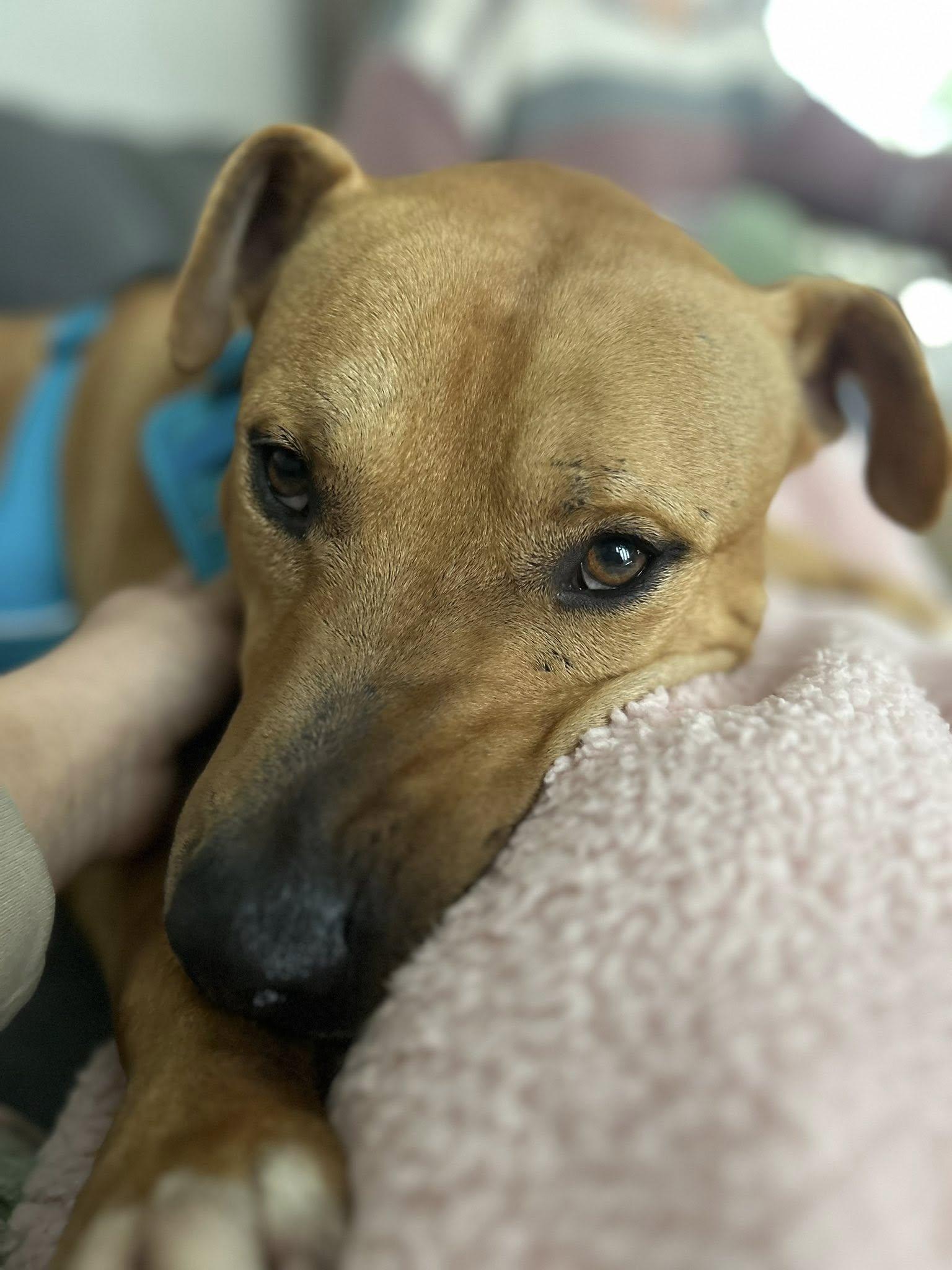 Enlarge Buddy, an adoptable mixed breed in Woodstock, ON image 5/5