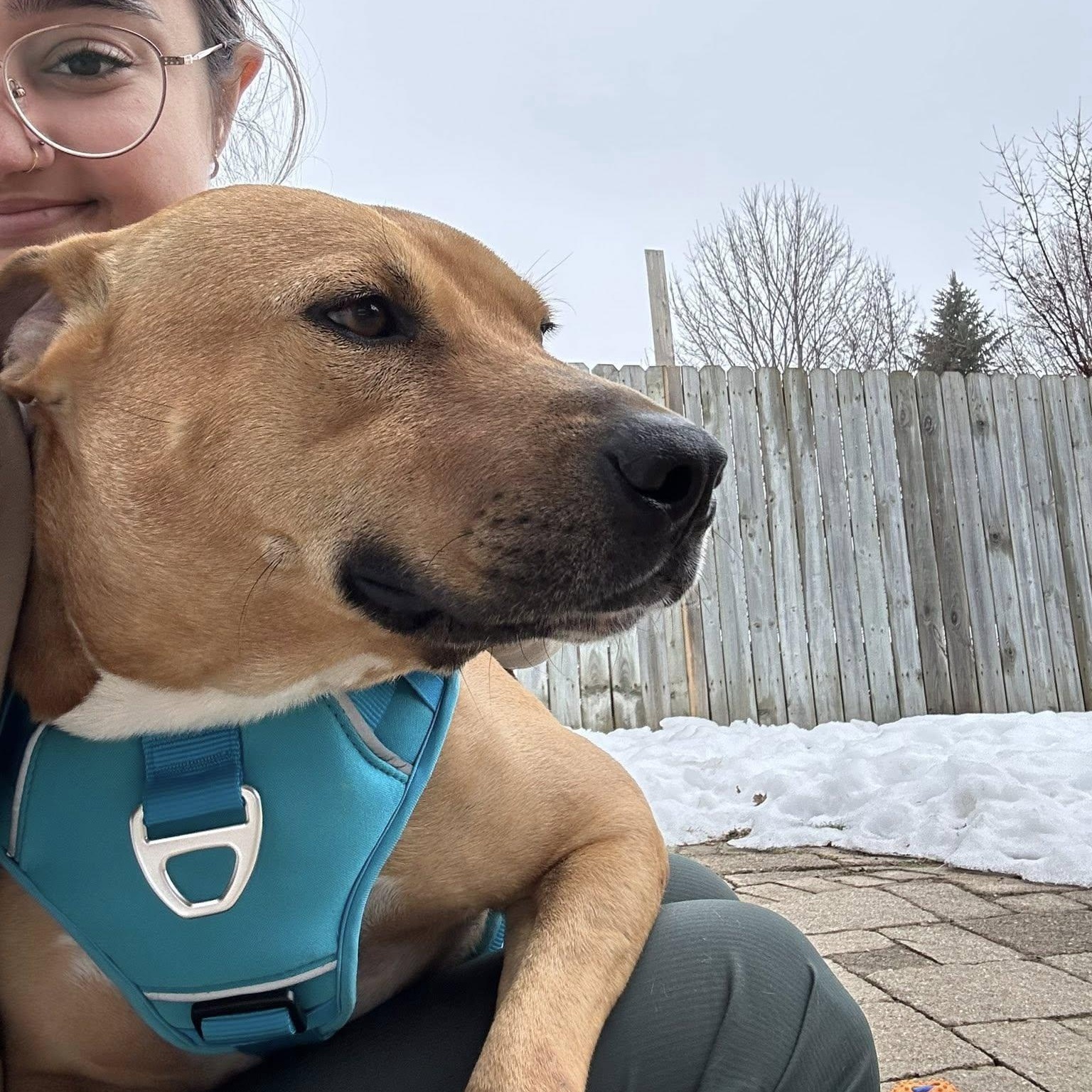 Enlarge Buddy, an adoptable mixed breed in Woodstock, ON image 3/5