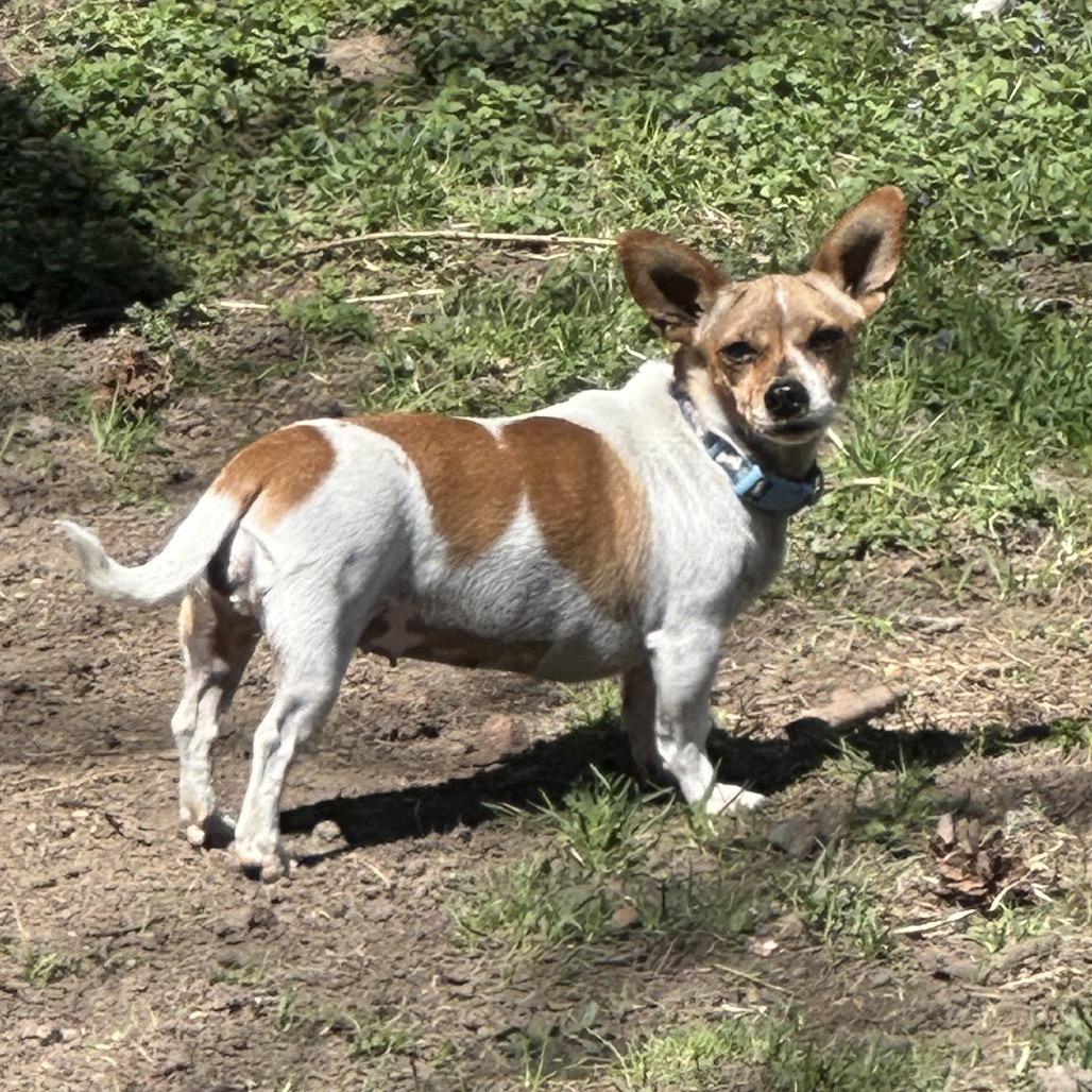 Enlarge Sarsaparilla, a Adoptable Chihuahua in St. Paul, MN image 1/5