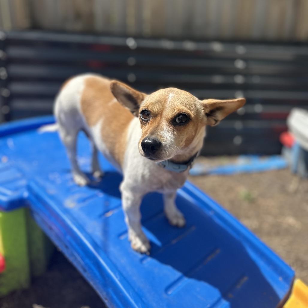 Enlarge Sarsaparilla, a Adoptable Chihuahua in St. Paul, MN image 2/5
