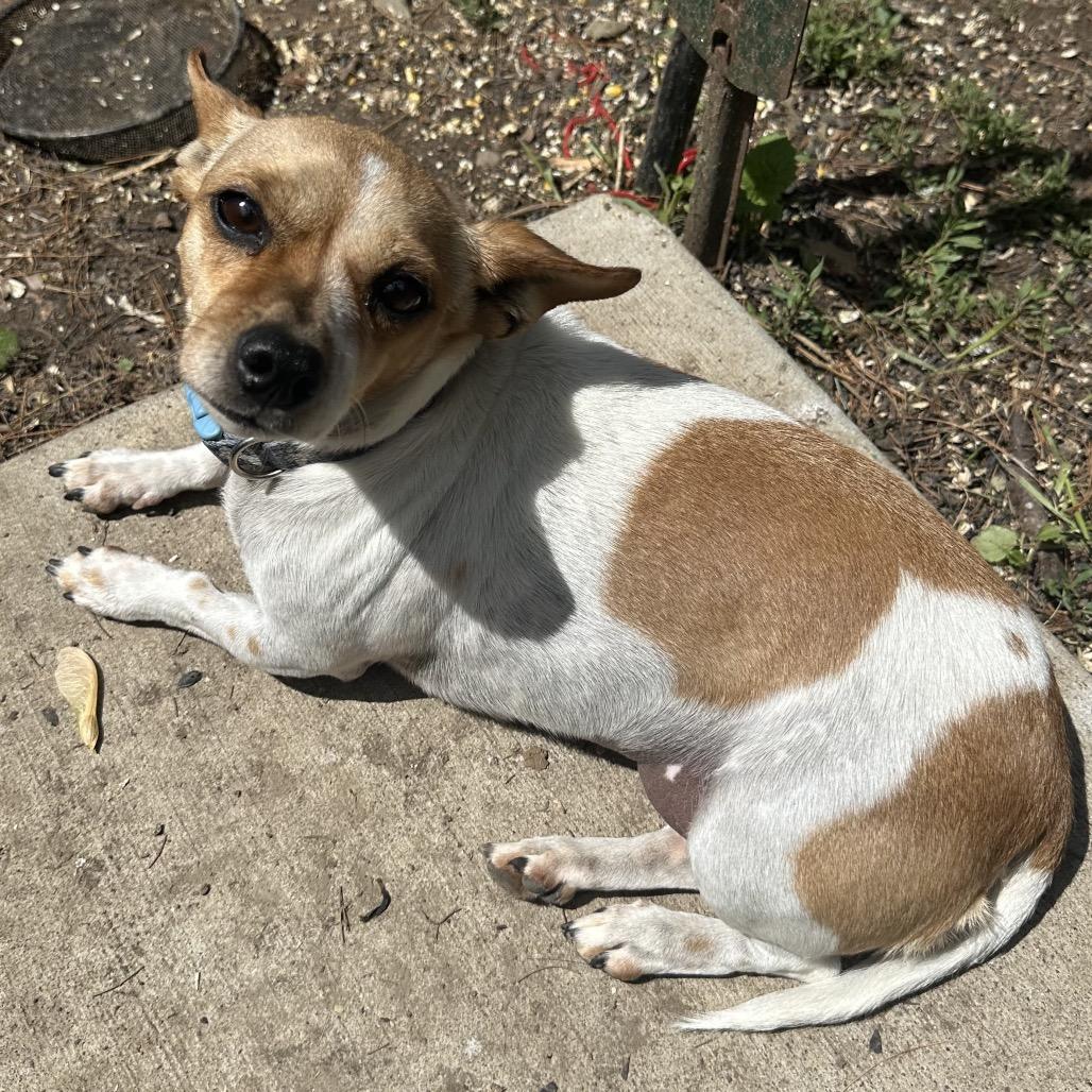 Enlarge Sarsaparilla, a Adoptable Chihuahua in St. Paul, MN image 3/5