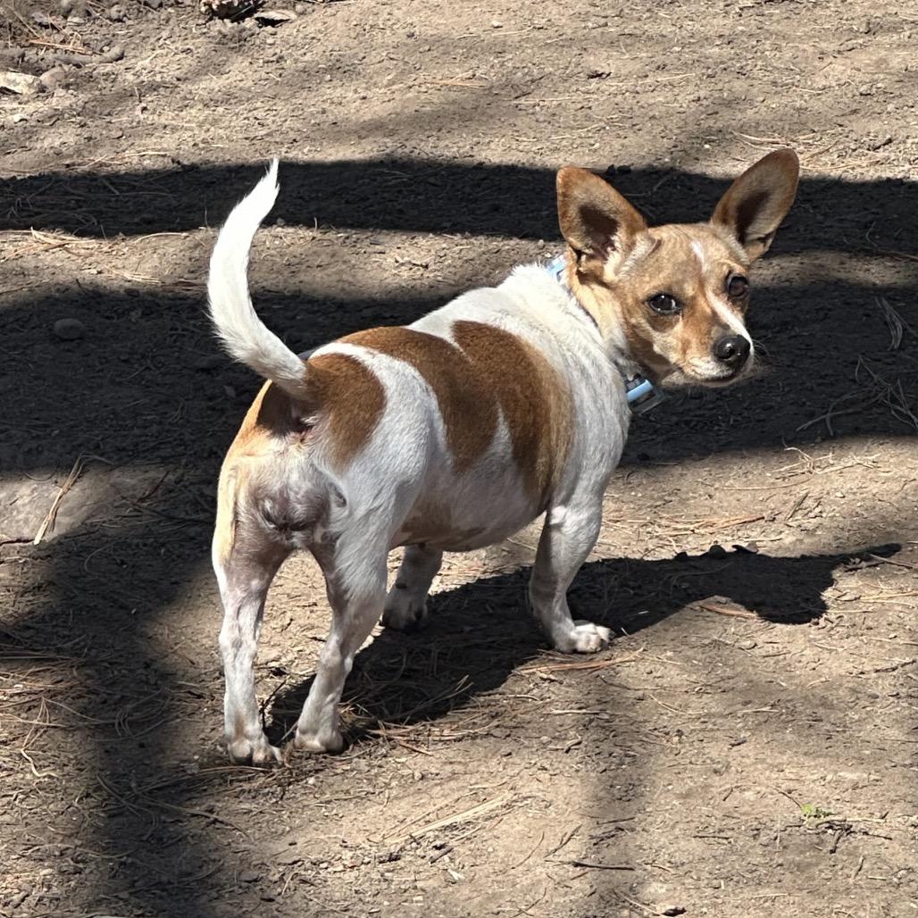 Enlarge Sarsaparilla, a Adoptable Chihuahua in St. Paul, MN image 4/5