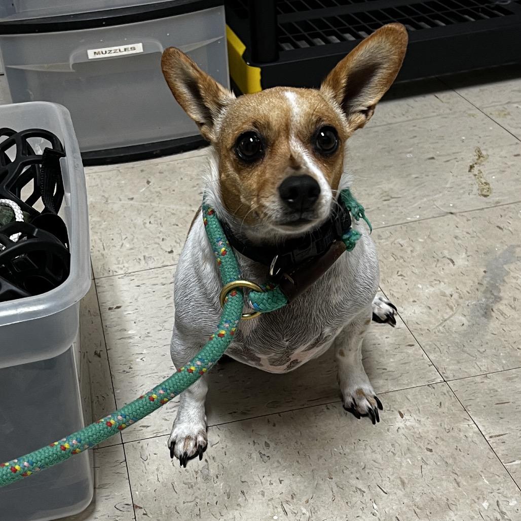 Enlarge Sarsaparilla, a Adoptable Chihuahua in St. Paul, MN image 5/5
