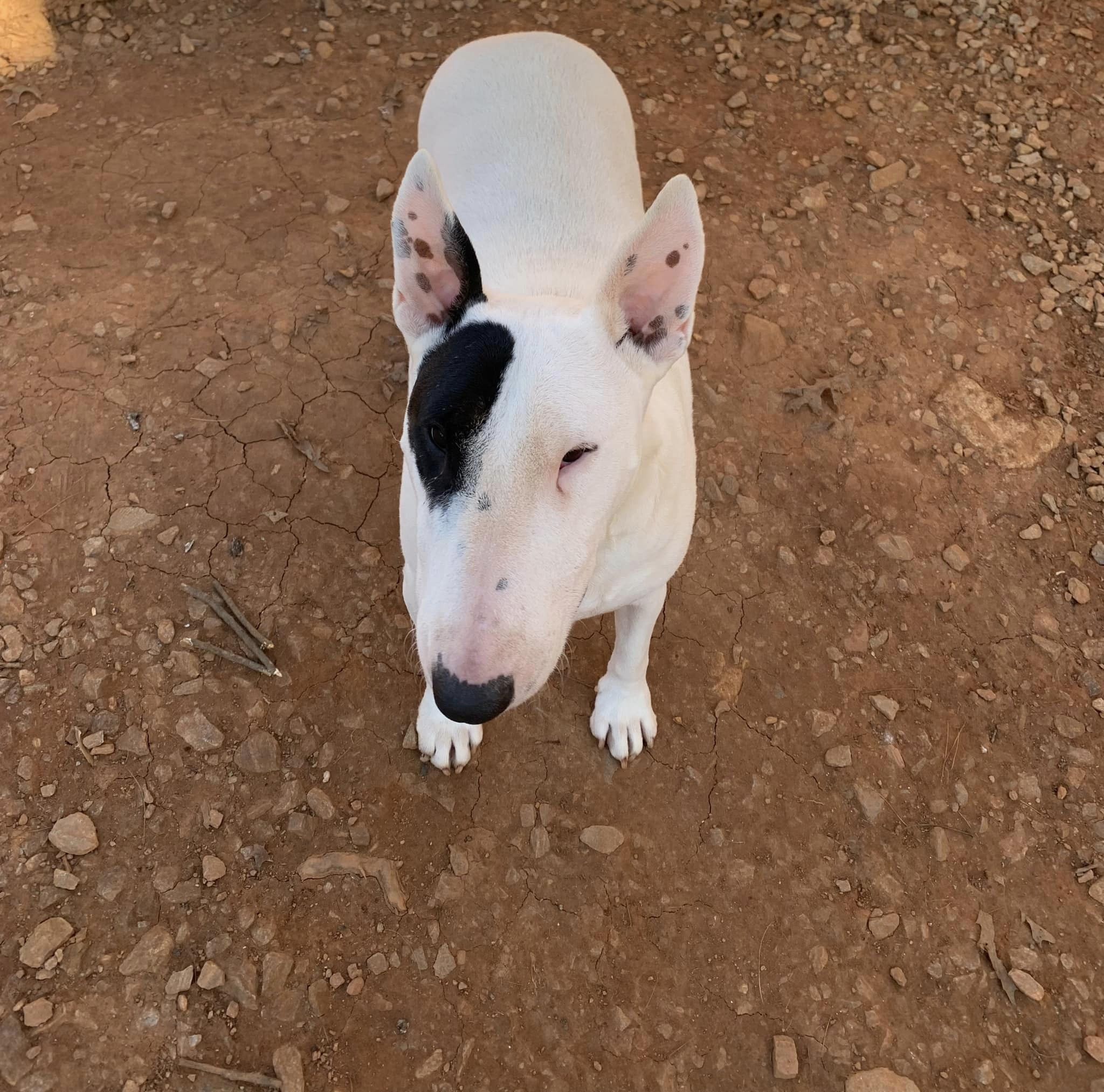Dog for adoption Tulip, a Bull Terrier in Jefferson, GA Petfinder