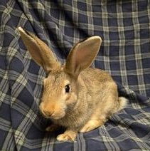 Baby Rambo, a Adoptable mixed breed in Pittsburgh, PA image 4/4