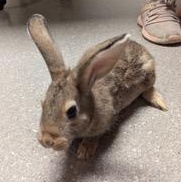 Baby Rambo, a Adoptable mixed breed in Pittsburgh, PA image 3/4