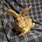 Baby Rambo, a Adoptable mixed breed in Pittsburgh, PA image 1/4