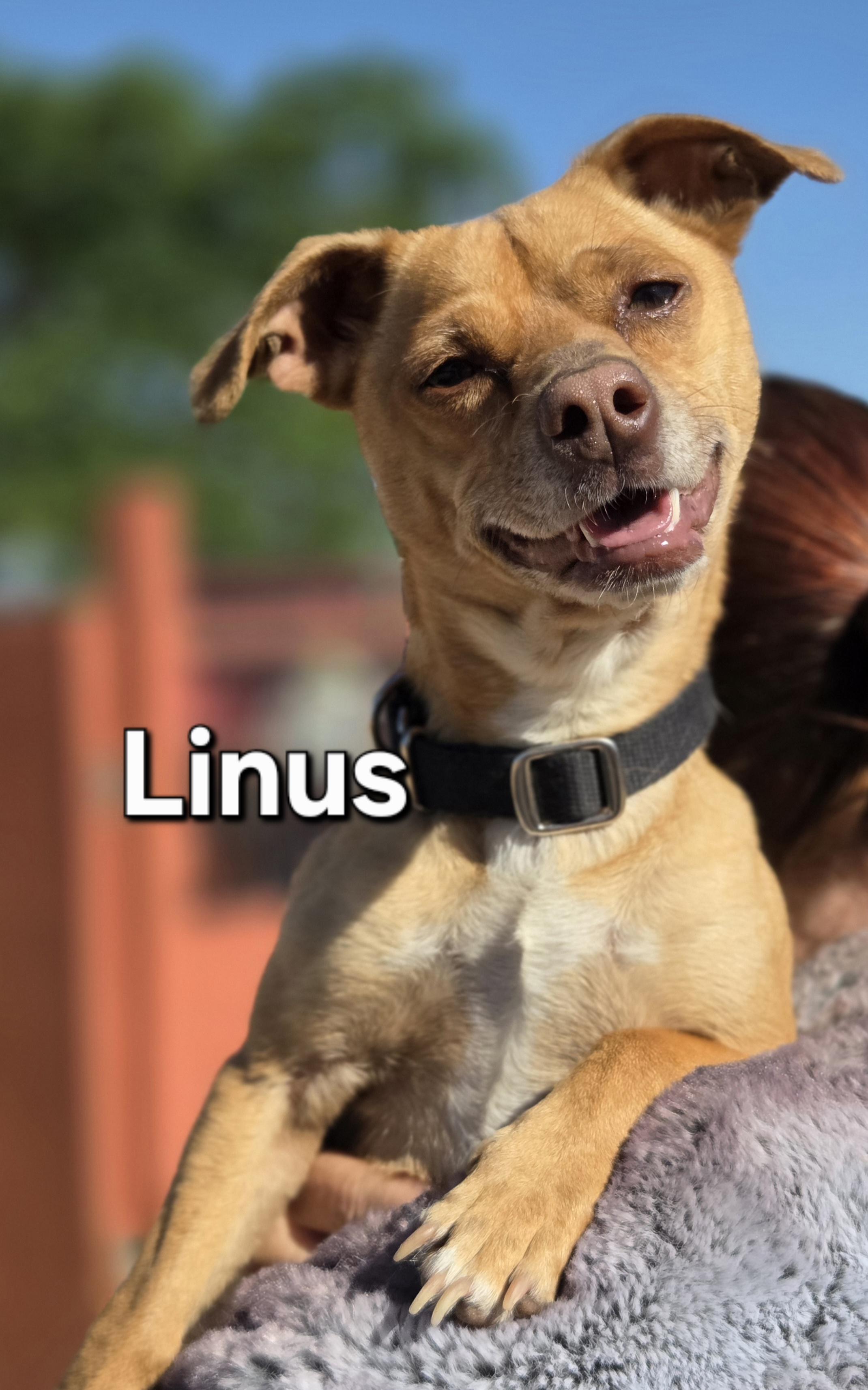 Enlarge Linus, a ADOPTABLE mixed breed in Yucca Valley, CA image 1/1