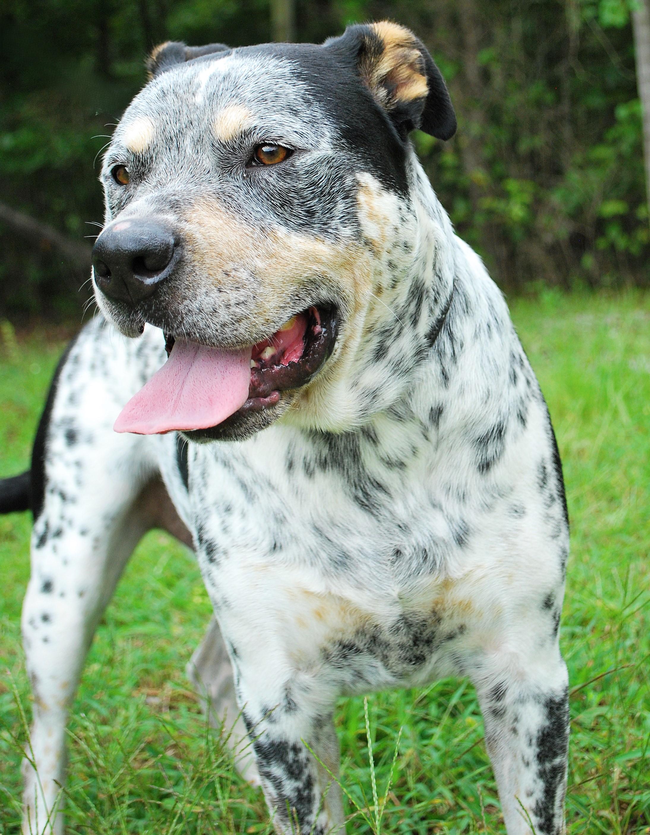 Bandit, a ADOPTABLE mixed breed in manchester, TN image 3/4