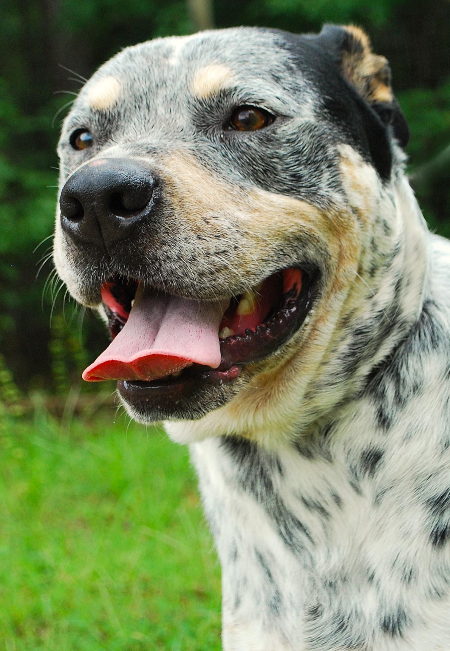 Bandit, a ADOPTABLE mixed breed in manchester, TN image 1/4