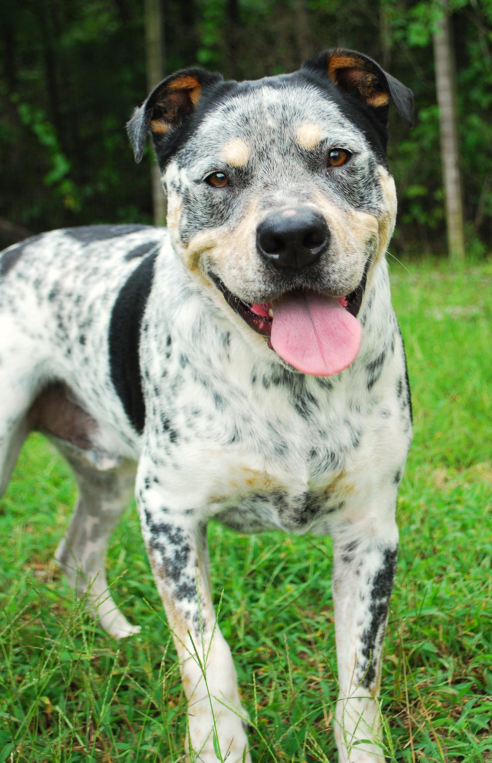 Bandit, a ADOPTABLE mixed breed in manchester, TN image 4/4