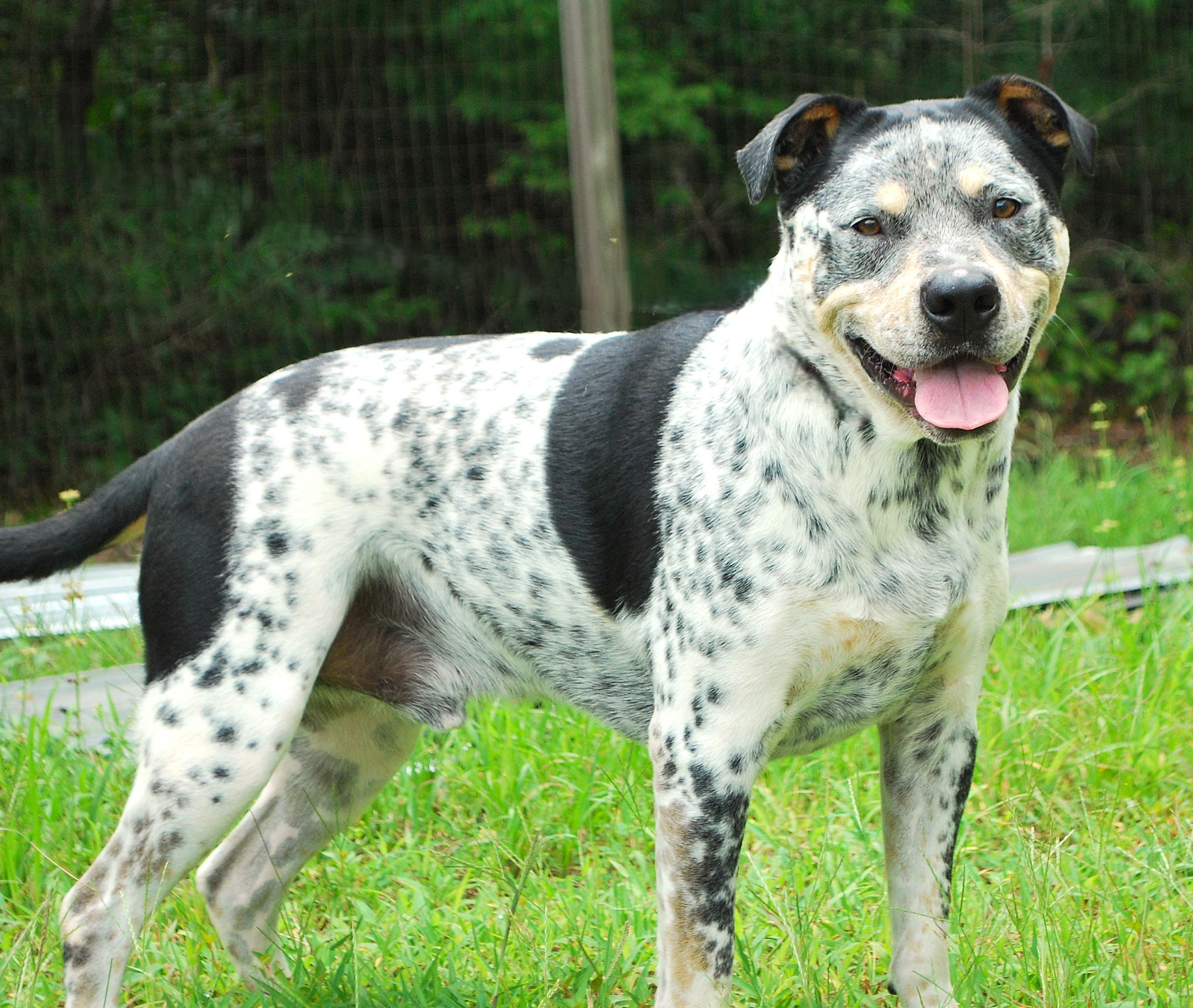 Bandit, a ADOPTABLE mixed breed in manchester, TN image 2/4