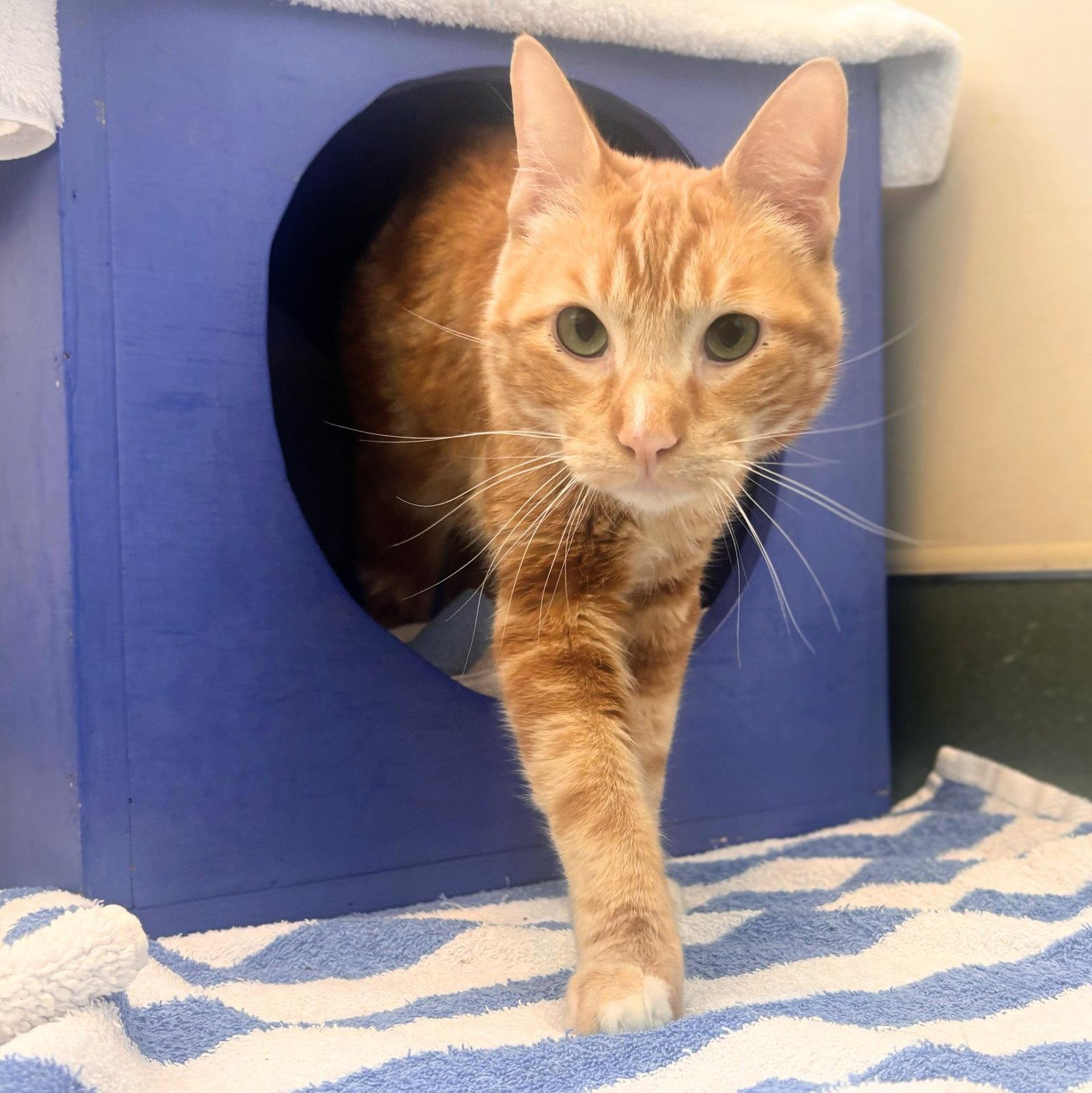 Oscar, a Adoptable mixed breed in Burlingame, CA image 1/3