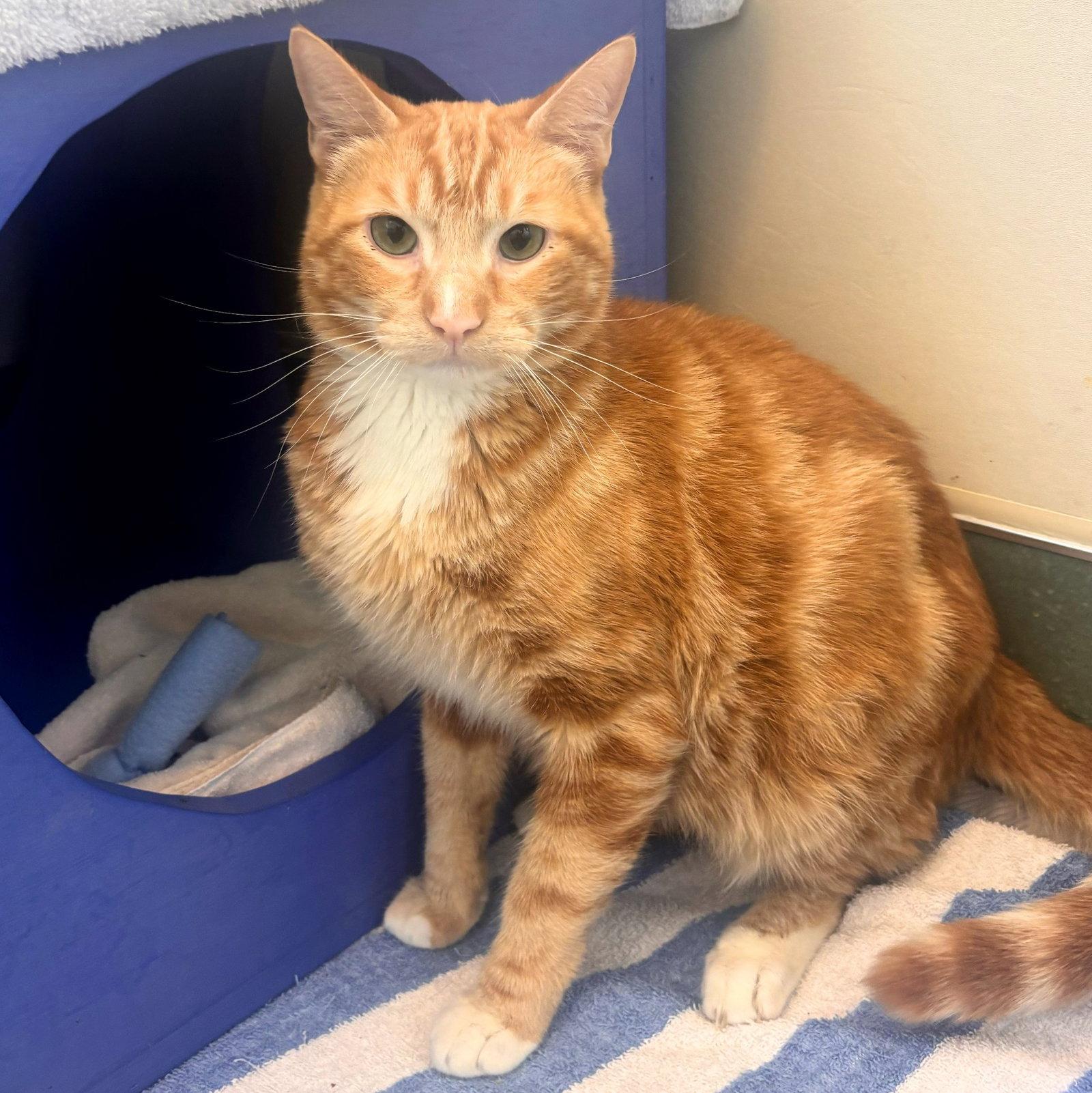 Oscar, a Adoptable mixed breed in Burlingame, CA image 2/3