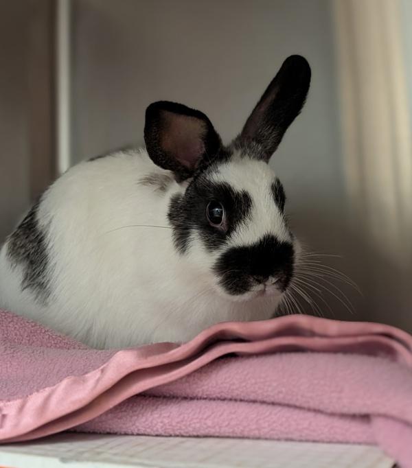 Sol, Adoptable, Baby Male English Spot.