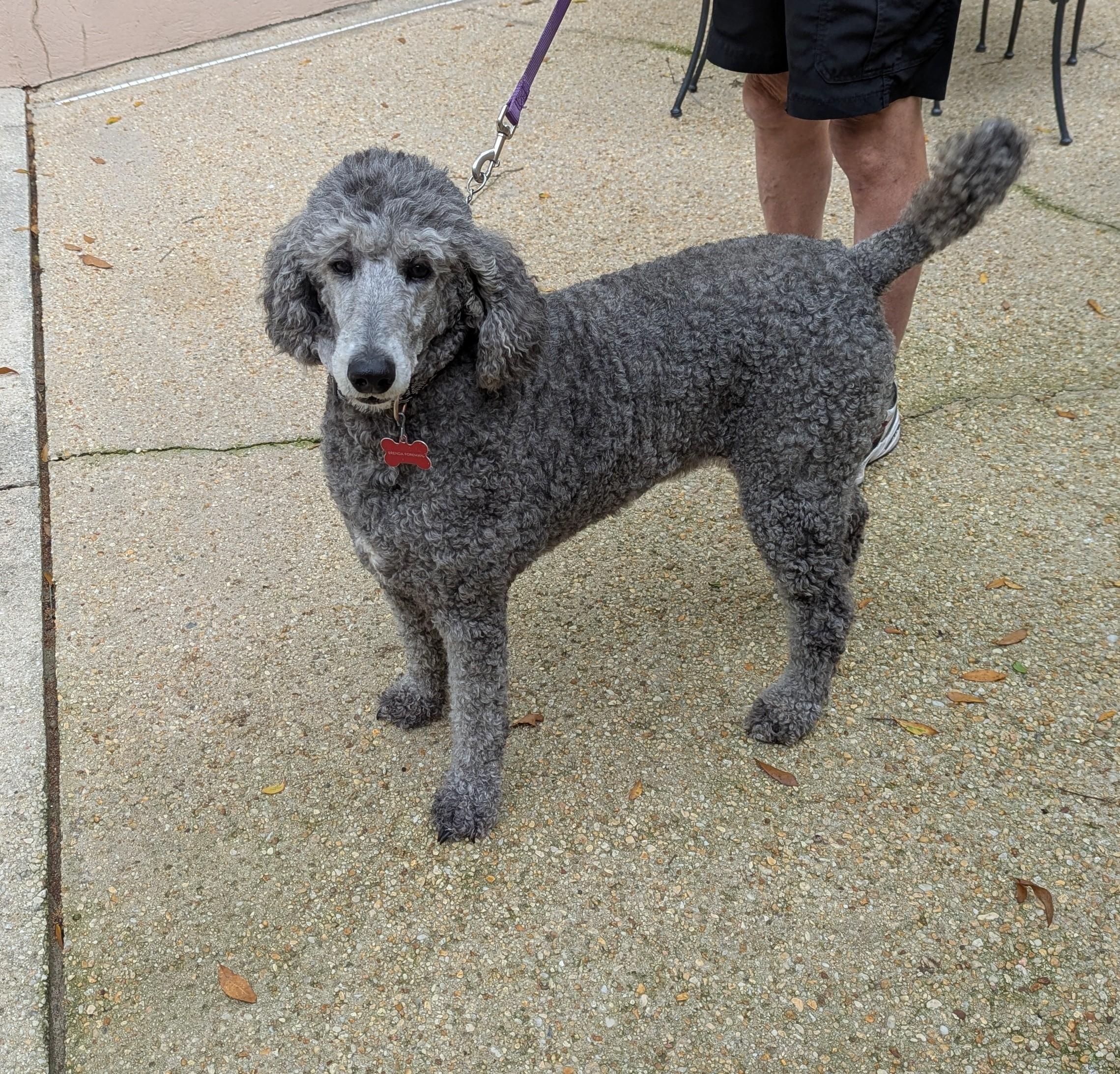 Enlarge Jemma, a ADOPTABLE Standard Poodle in Pensacola, FL image 2/3