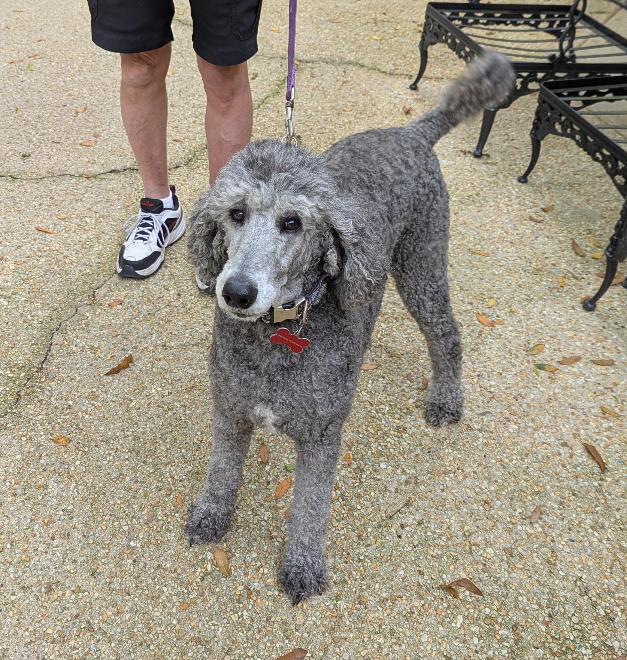 Enlarge Jemma, a ADOPTABLE Standard Poodle in Pensacola, FL image 3/3