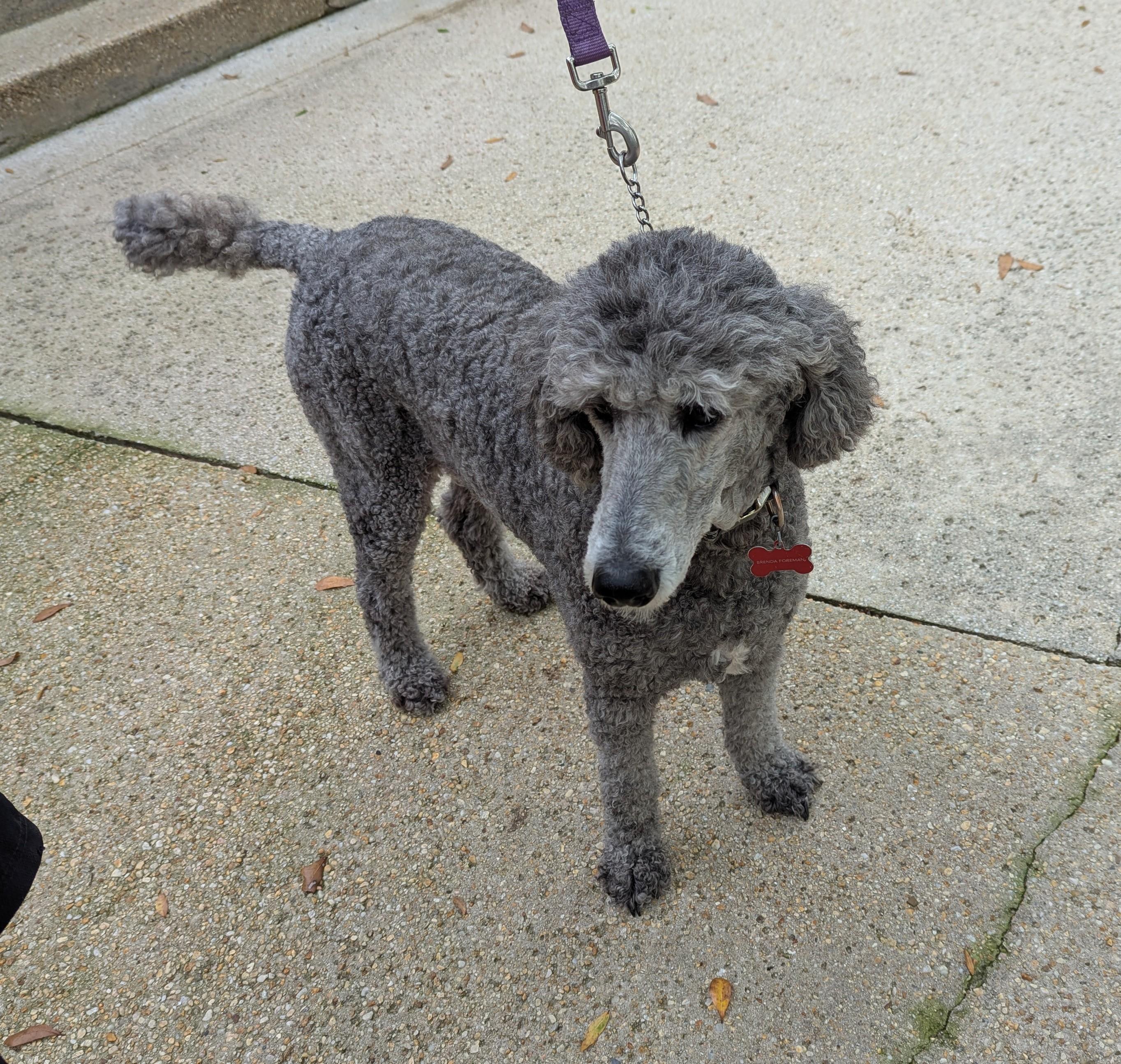 Enlarge Jemma, a ADOPTABLE Standard Poodle in Pensacola, FL image 1/3