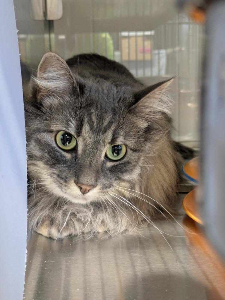 Gurgi, Adoptable, Adult Female Domestic Long Hair.