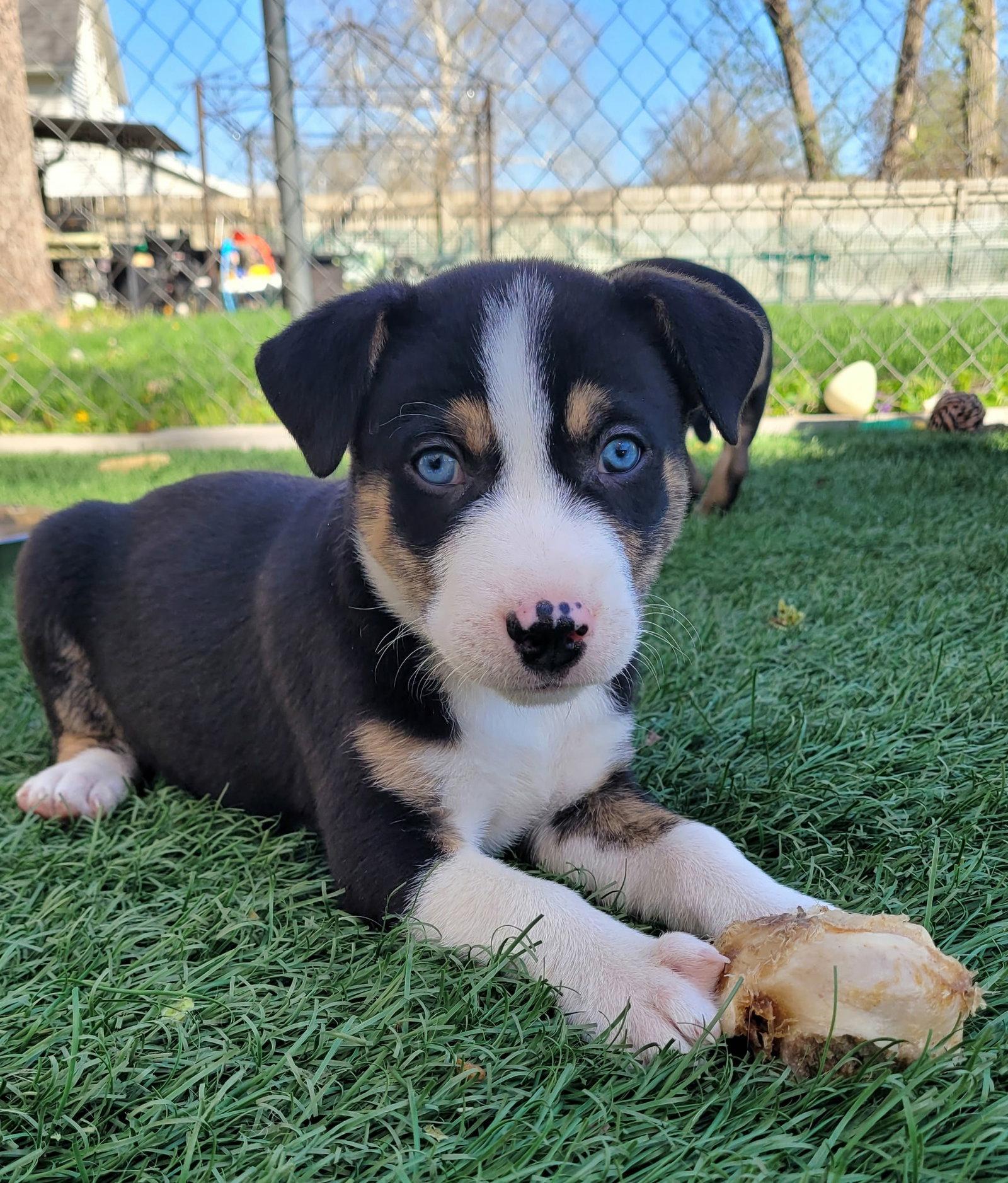 Enlarge Dill, a Adoptable Terrier in West Des Moines, IA image 1/3