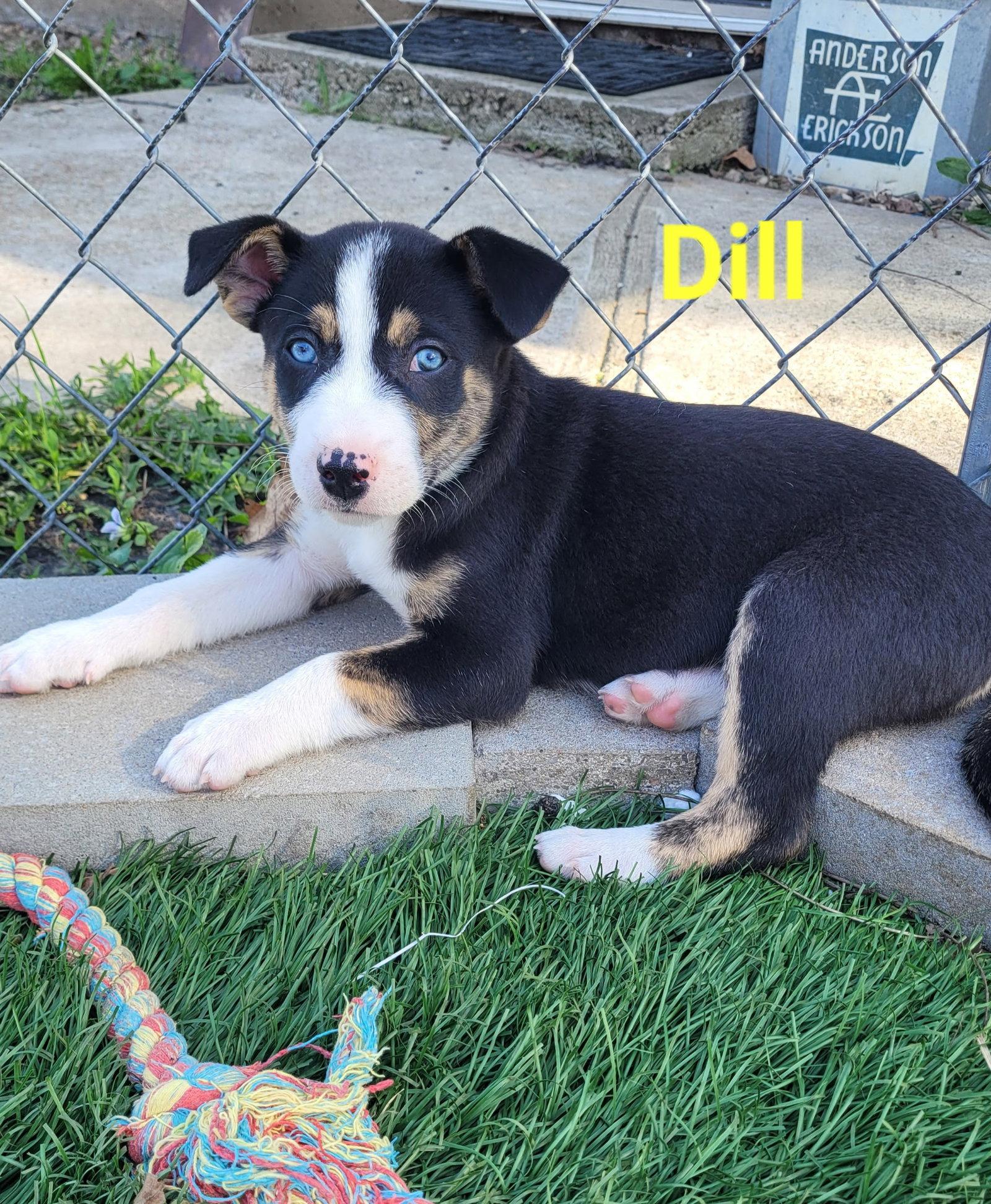 Enlarge Dill, a Adoptable Terrier in West Des Moines, IA image 2/3