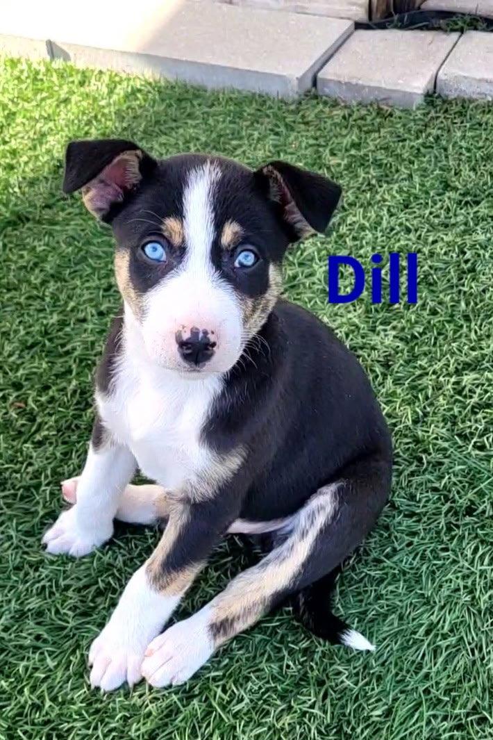 Enlarge Dill, a Adoptable Terrier in West Des Moines, IA image 3/3
