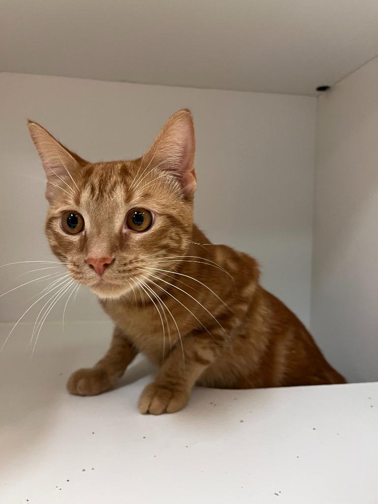 Cat Condo #16, Adoptable, Adult Male Domestic Short Hair.