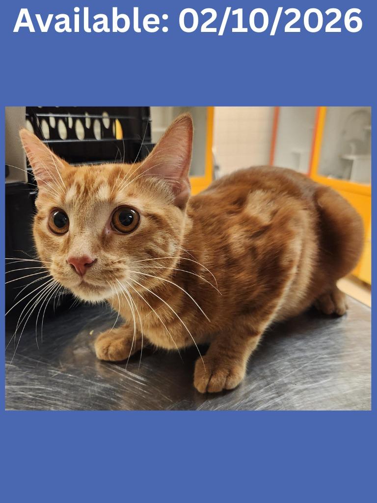 Cat Condo #16, Adoptable, Adult Male Domestic Short Hair.