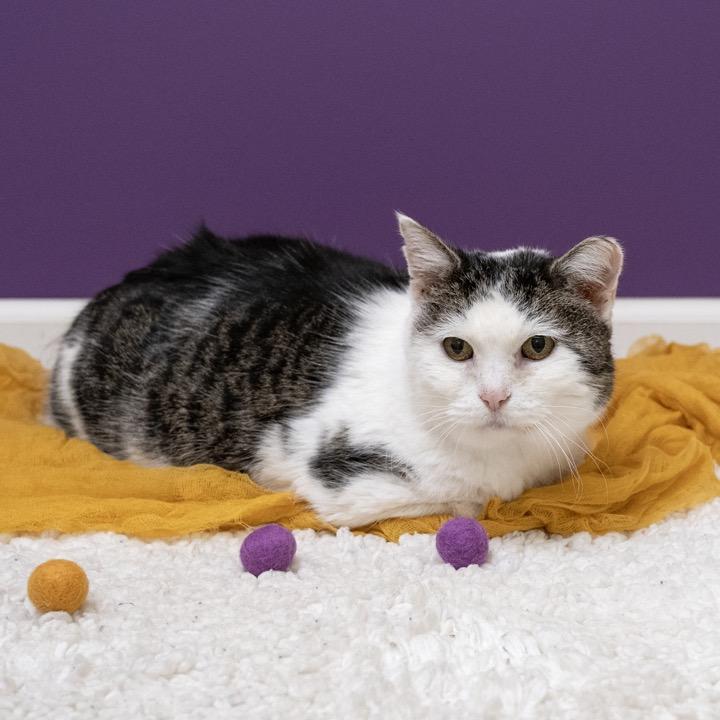 Pebbles, Adoptable, Adult Female Domestic Short Hair.