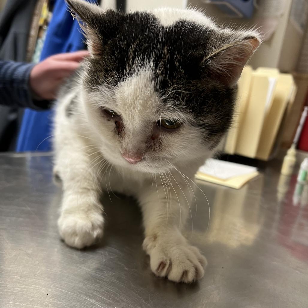 Pebbles, a Adoptable Domestic Short Hair in Pekin, IL image 2/4