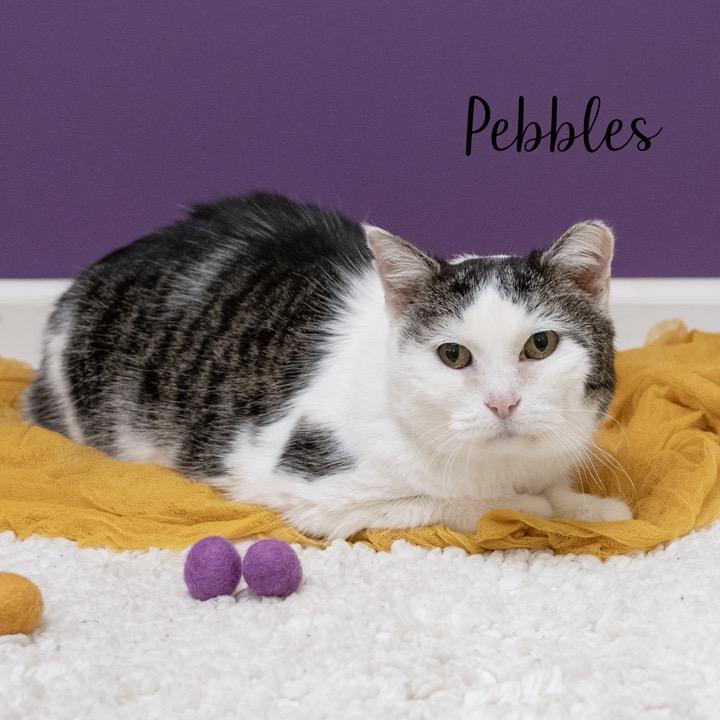 Pebbles, a Adoptable Domestic Short Hair in Pekin, IL image 3/4