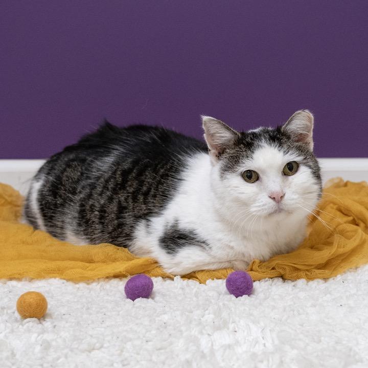 Pebbles, a Adoptable Domestic Short Hair in Pekin, IL image 4/4