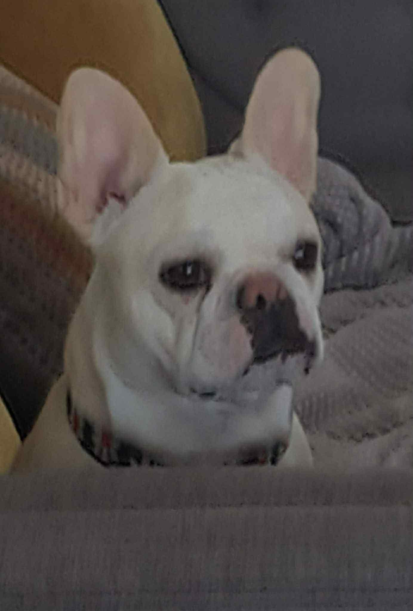 Enlarge Stella, a Adoptable French Bulldog in Omaha, NE image 1/6