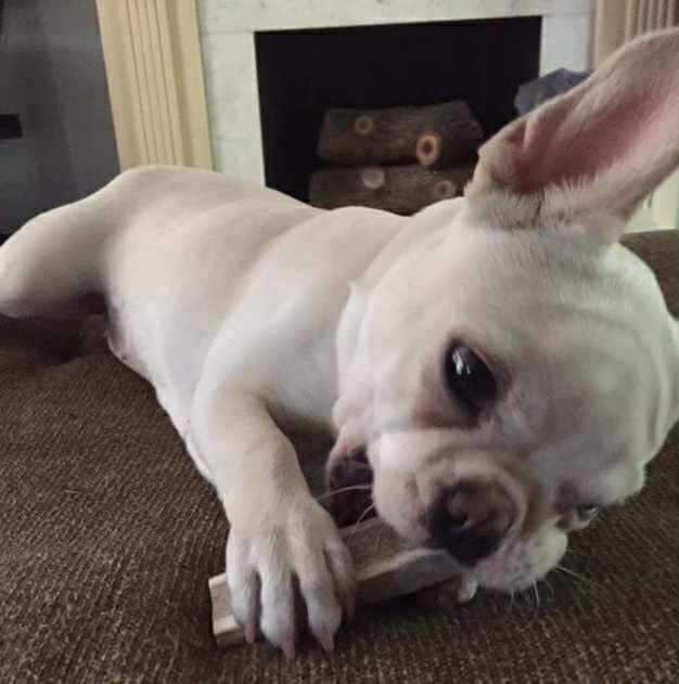 Enlarge Stella, a Adoptable French Bulldog in Omaha, NE image 2/6
