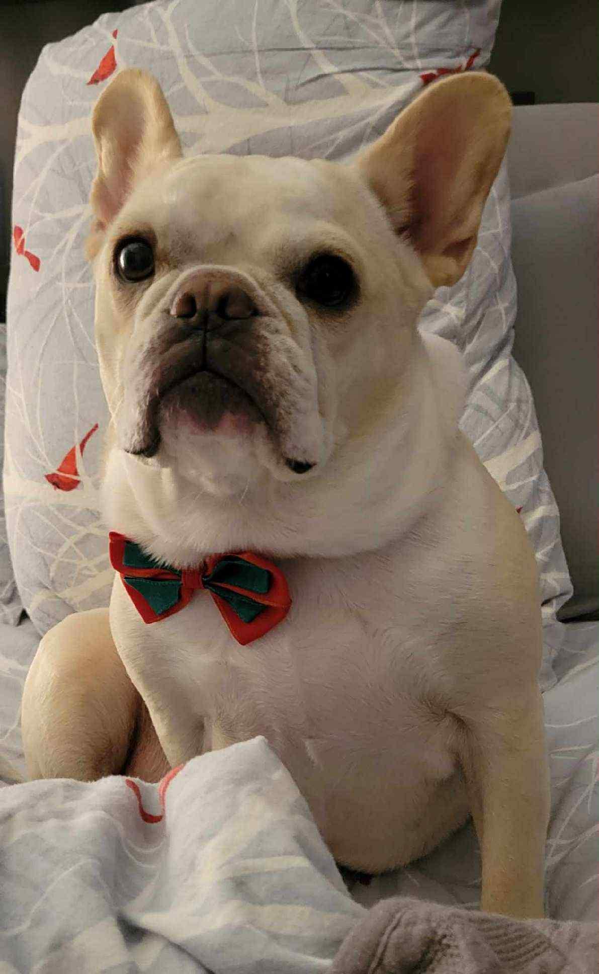 Stella, an adoptable French Bulldog in Omaha, NE, 68130 | Photo Image 5