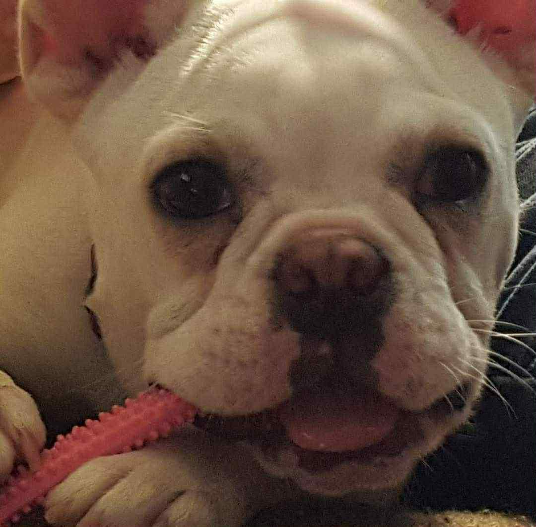 Enlarge Stella, a Adoptable French Bulldog in Omaha, NE image 4/6