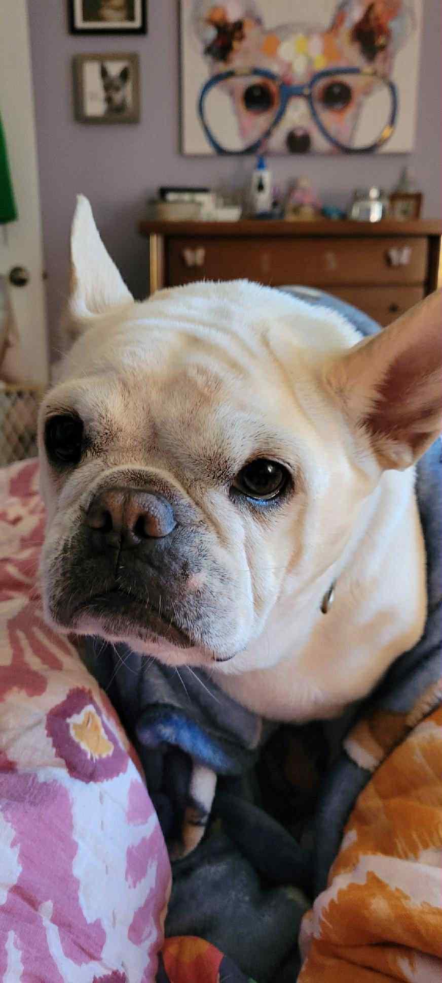 Enlarge Stella, a Adoptable French Bulldog in Omaha, NE image 5/6
