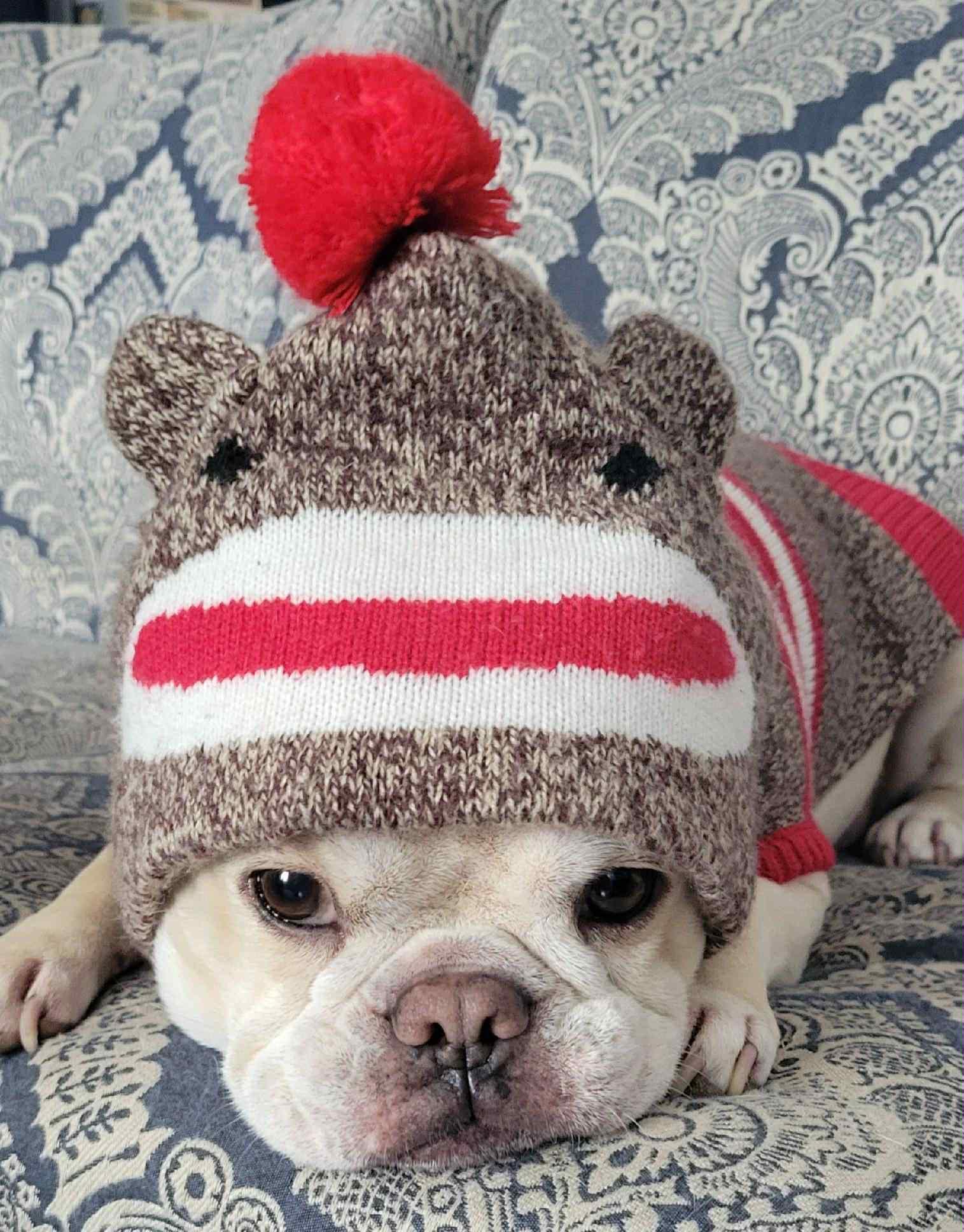 Stella, an adoptable French Bulldog in Omaha, NE, 68130 | Photo Image 2