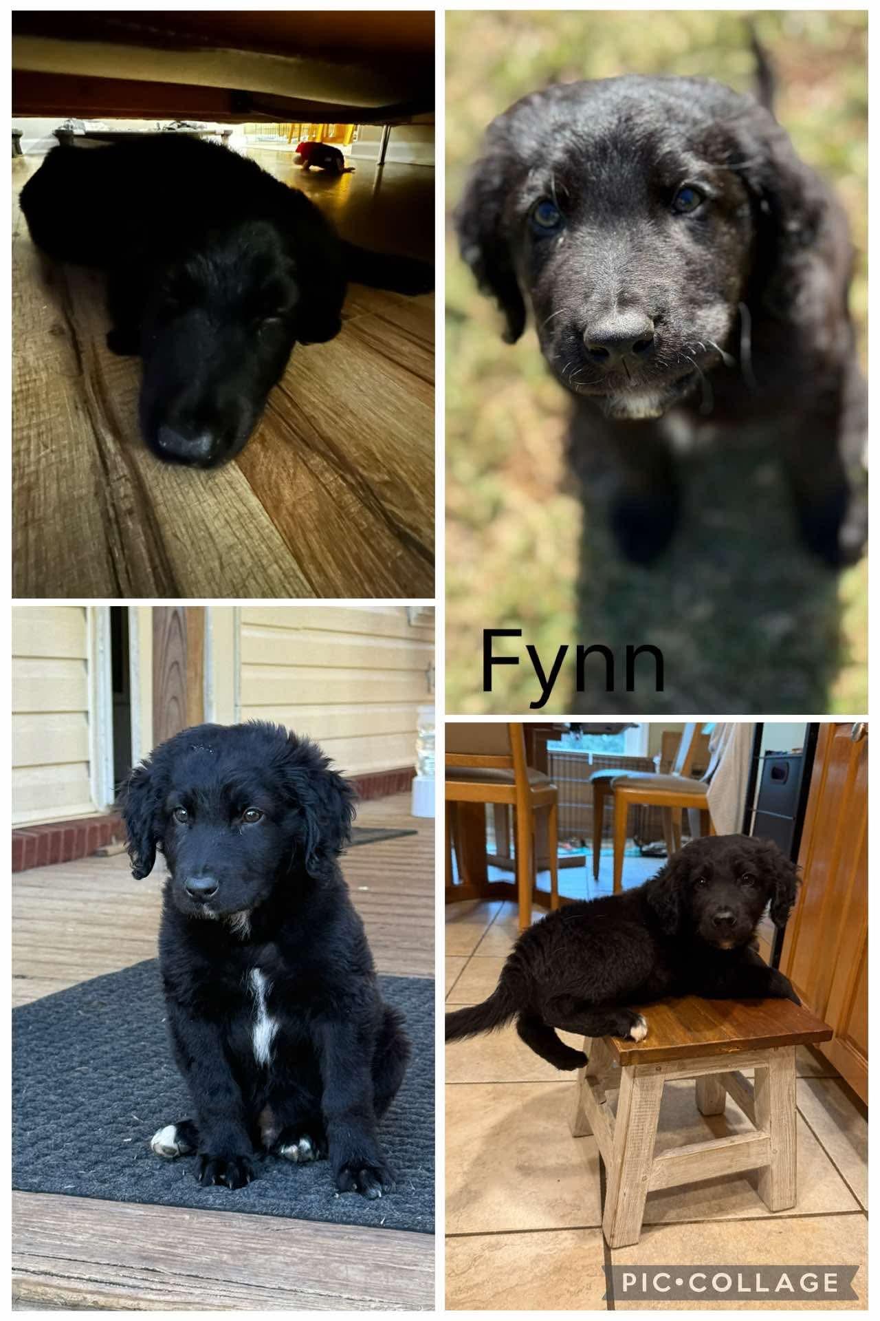 Fynn