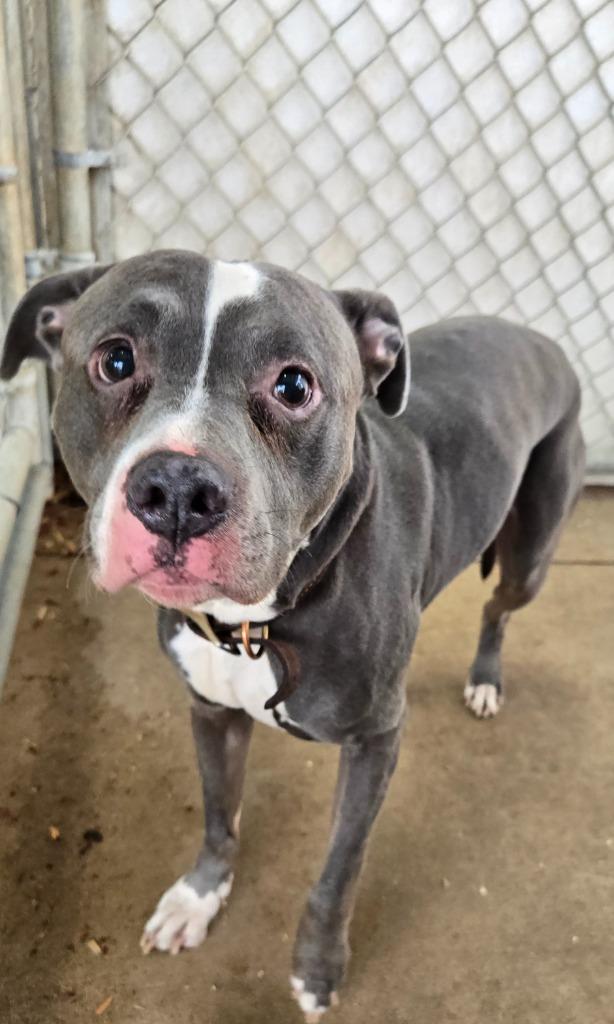 Rowdy, Adoptable, Adult Male Mixed Breed.