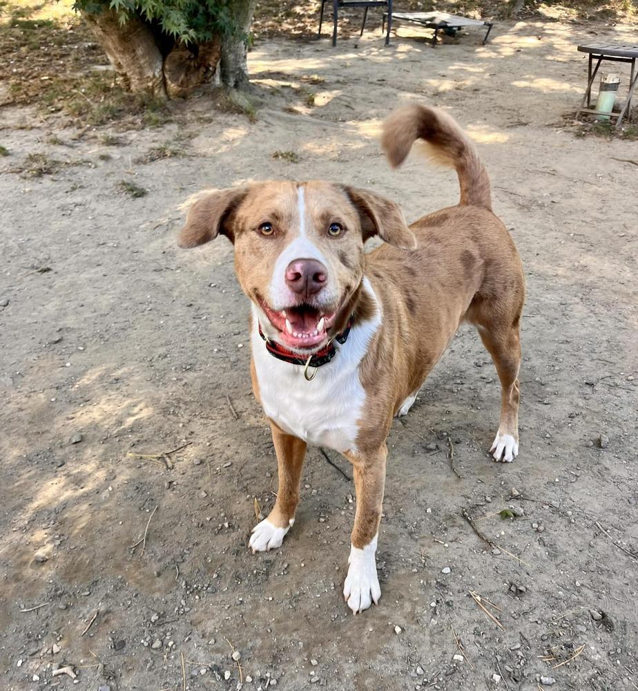 AC - Sarge, Adoptable, Adult Male Catahoula Leopard Dog & Australian Shepherd.