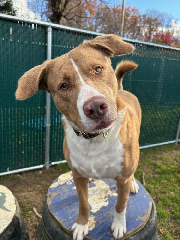 Enlarge AC - Sarge, a Adoptable mixed breed in Saranac Lake, NY image 2/7