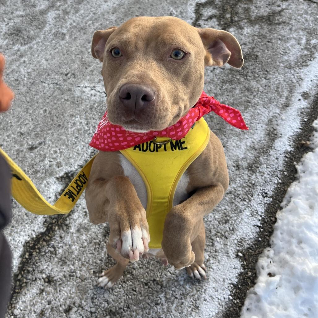 Goldie, Adoptable, Adult Female Mixed Breed.