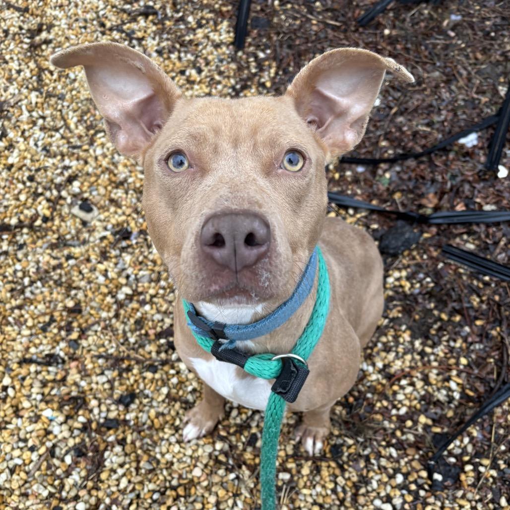 Enlarge Goldie, a Adoptable Mixed Breed in Philadelphia, PA image 2/6