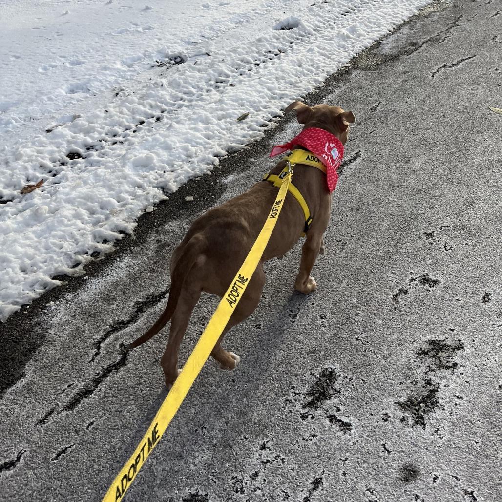 Enlarge Goldie, a Adoptable Mixed Breed in Philadelphia, PA image 3/6