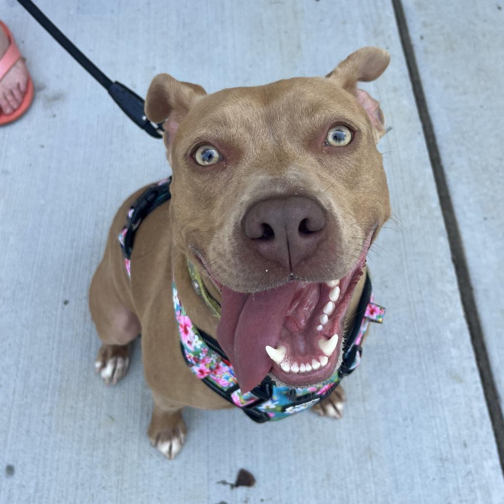 Enlarge Goldie, a Adoptable Mixed Breed in Philadelphia, PA image 4/6