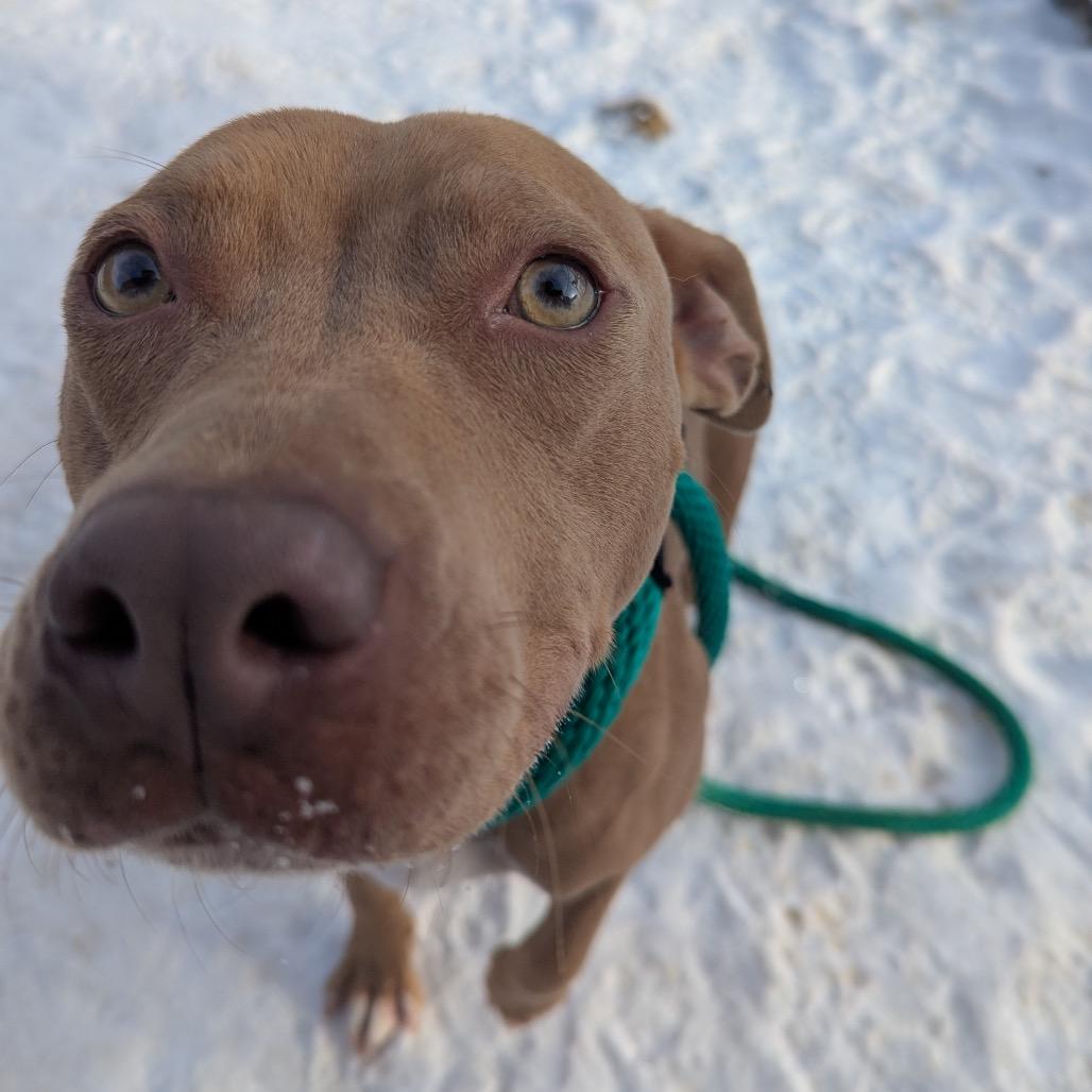 Enlarge Goldie, a Adoptable Mixed Breed in Philadelphia, PA image 5/6