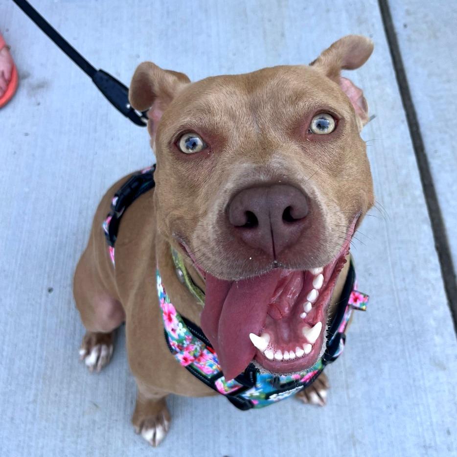 Enlarge Goldie, a Adoptable Mixed Breed in Philadelphia, PA image 5/6