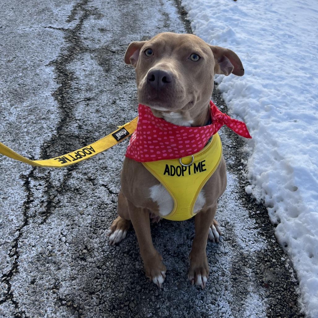 Enlarge Goldie, a Adoptable Mixed Breed in Philadelphia, PA image 6/6
